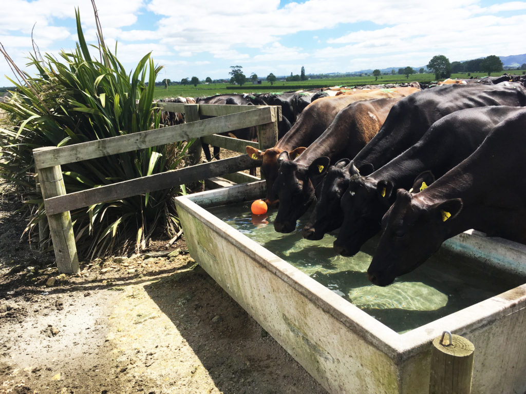van Ras farm cows drinking water