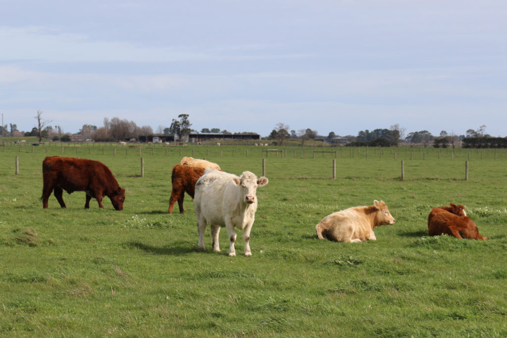Cattle Indications - Cows grazing on green farm