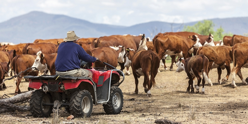 Australian Farmer on Quad Bike Near Cattle