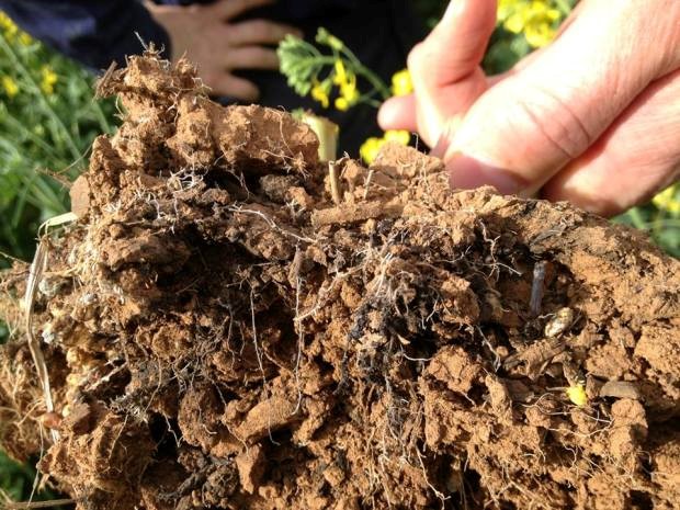 Canola roots in soil