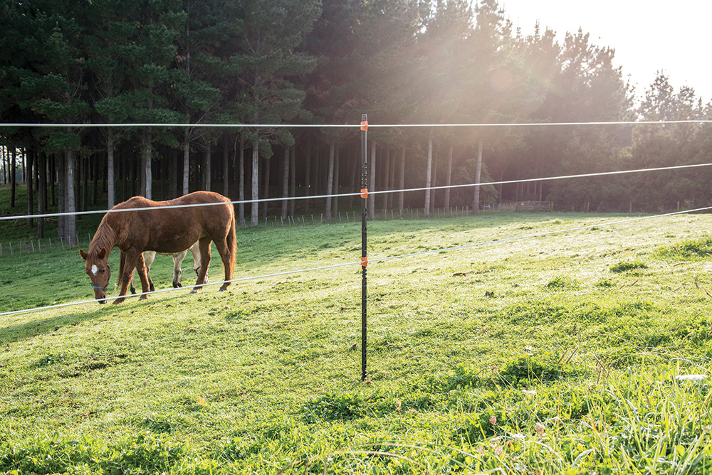 Horse Near Insulated Post Fence