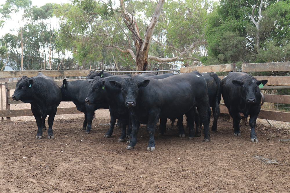 Australian black Cows in a pen