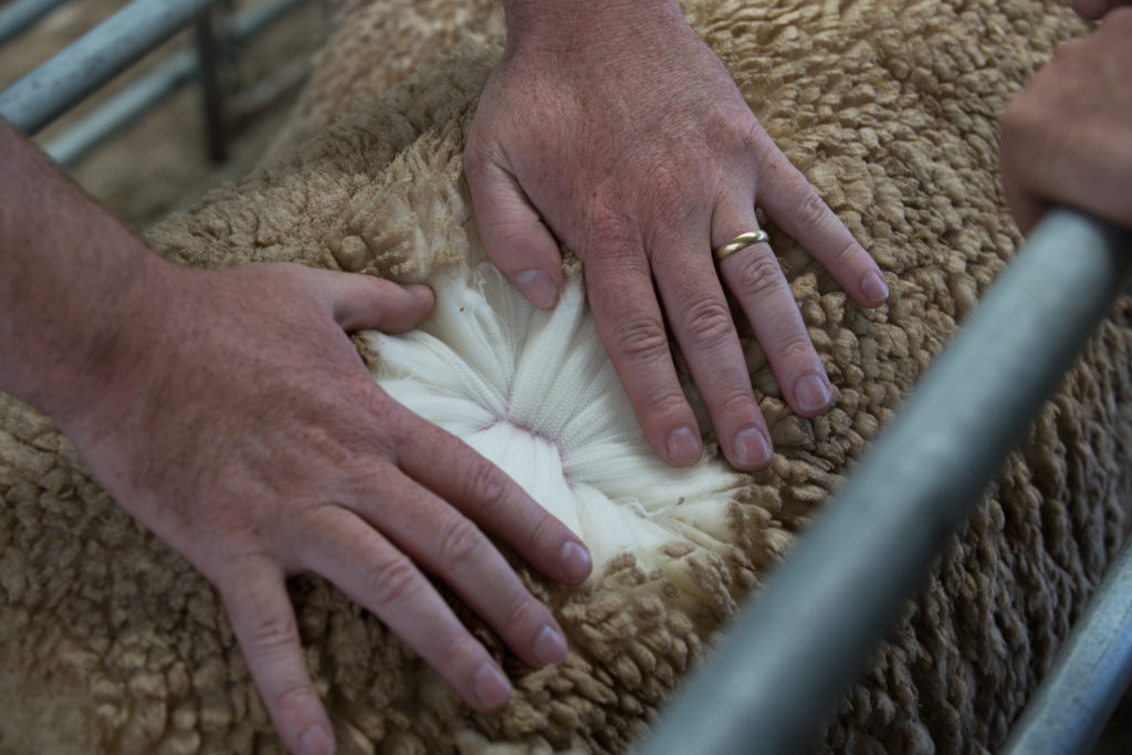 NSW Bathurst Wool Inspection by Sid Newham
