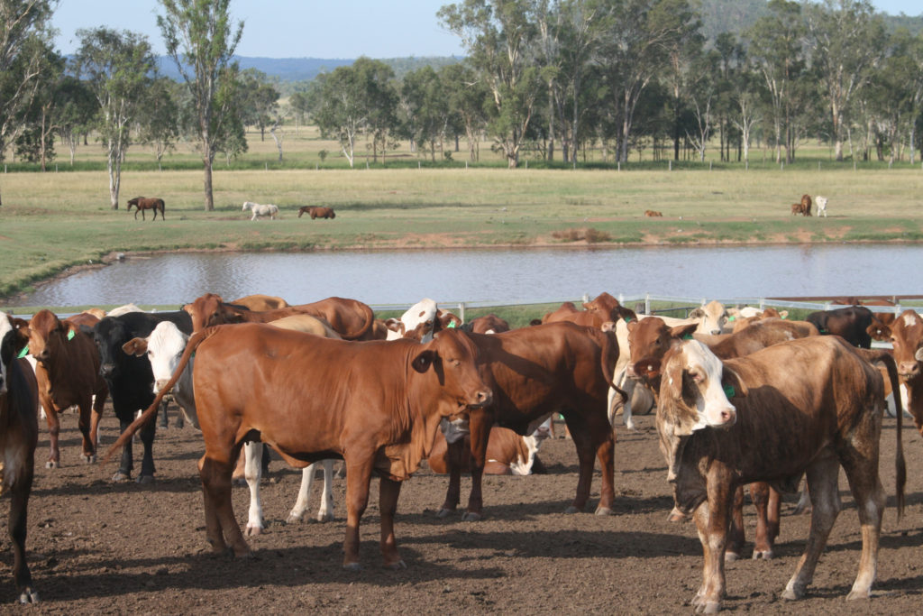 Pre-feedlot vaccination - cattle in Queensland by water