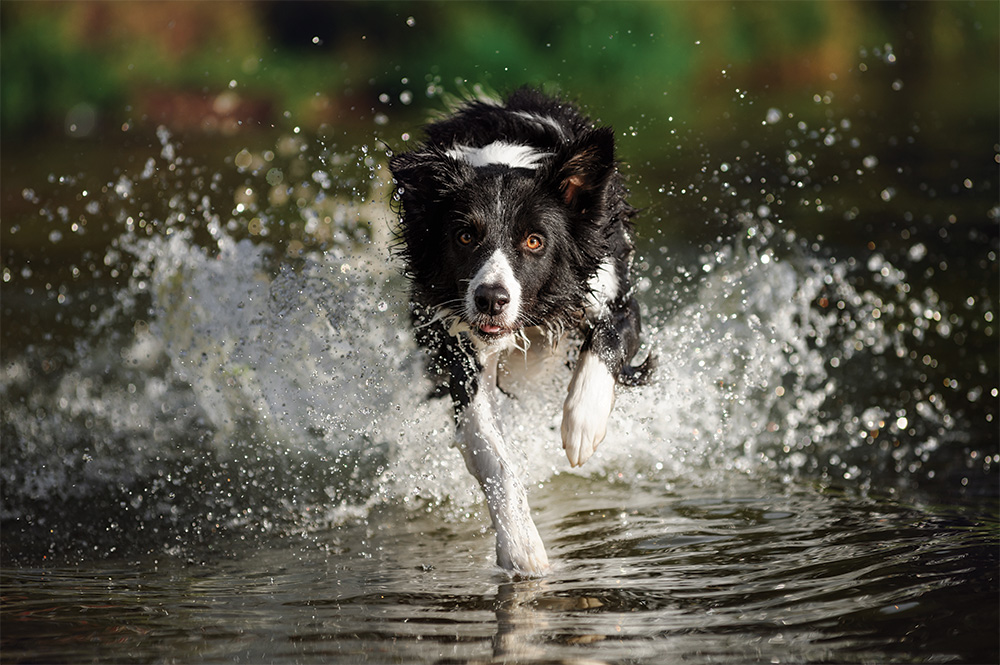 Welcome to the Farm - Dog running through water